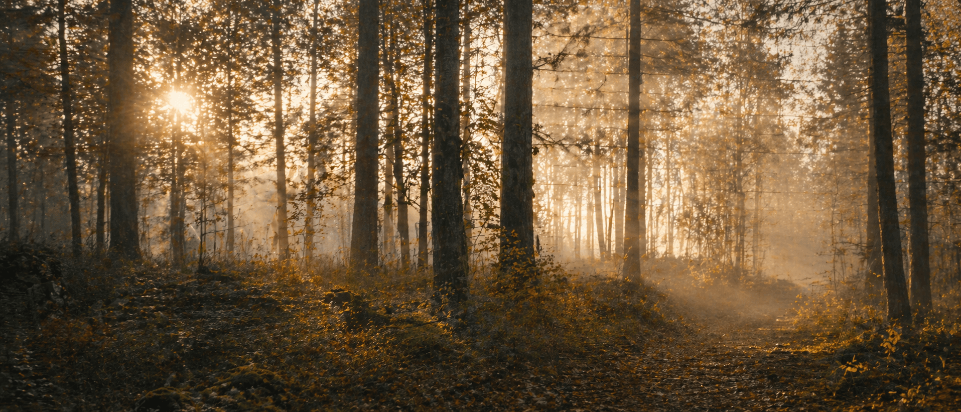 Svensk skog i höstljus vid soluppgång