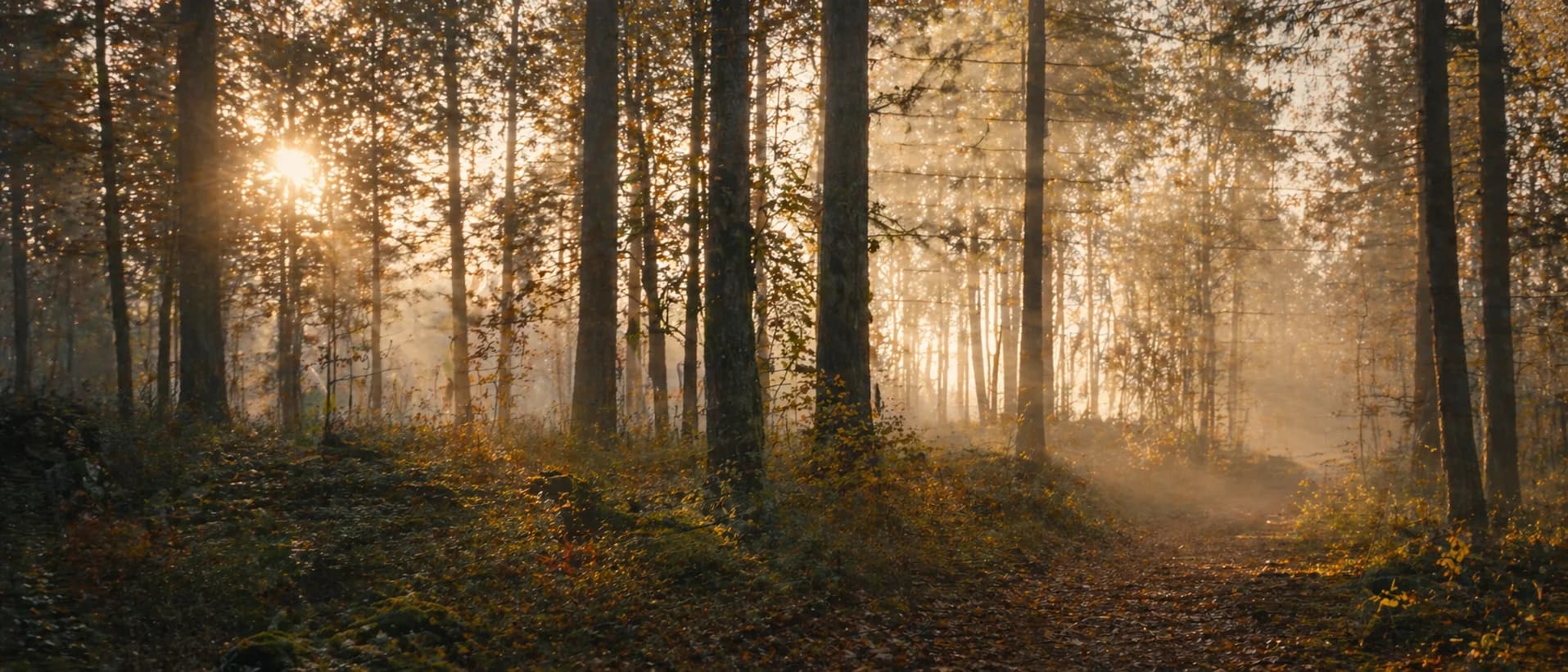 Svensk skog i höstljus vid soluppgång